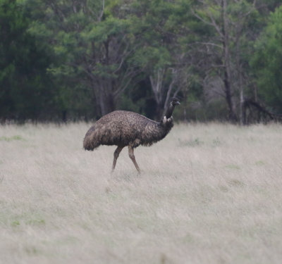 Emu (Dromaius navaehollandiae)