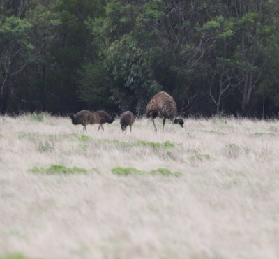 Emu (Dromaius navaehollandiae)