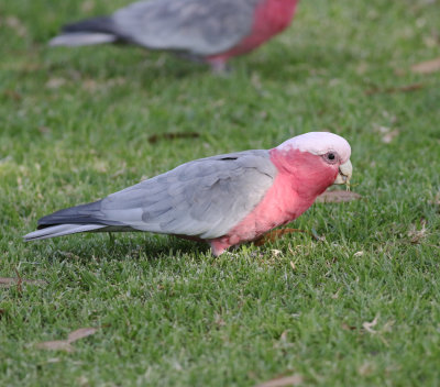 Galah (Eolophus roseicapilla)