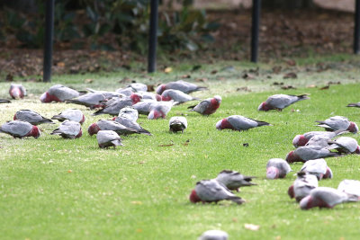 Galah (Eolophus roseicapilla)