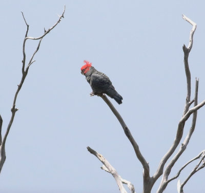 Gang Gang Cockatoo (Callocephalon fimbriatum)
