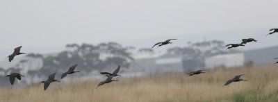 Glossy Ibis (Plegadis falcinellus)