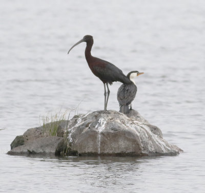 Glossy Ibis (Plegadis falcinellus)