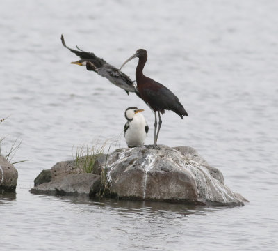 Glossy Ibis (Plegadis falcinellus)