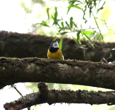 Golden Whistler (Pachycephala pectoralis)