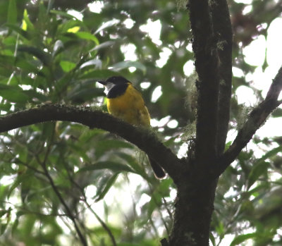Golden Whistler (Pachycephala pectoralis)