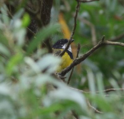 Golden Whistler (Pachycephala pectoralis)