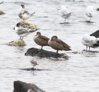 Grey Teal (Anas gracilis)