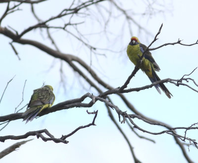 Green Rosella (Platycercus caledonicus)