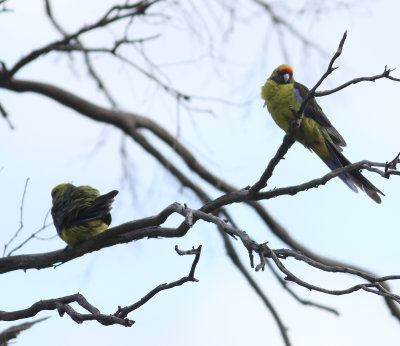 Green Rosella (Platycercus caledonicus)