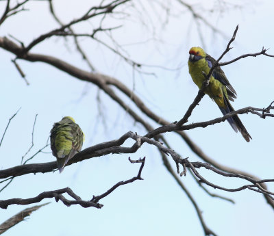 Green Rosella (Platycercus caledonicus)