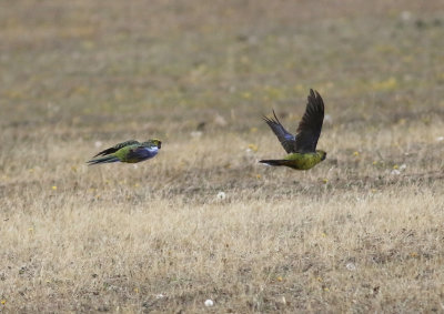 Green Rosella (Platycercus caledonicus)