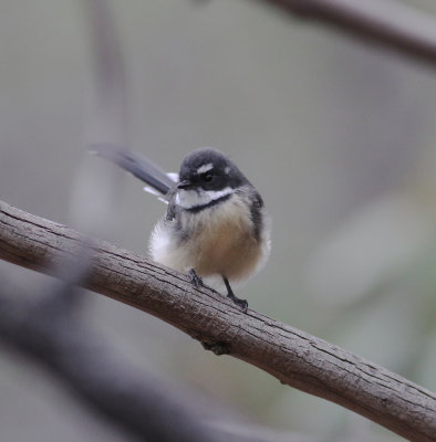 Grey Fantail (Rhipidura albiscapa)