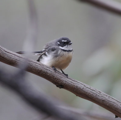 Grey Fantail (Rhipidura albiscapa)