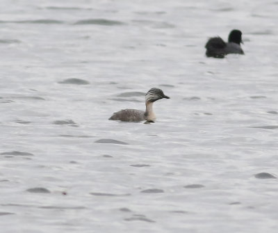 Hoary-headed Grebe (Poliocephalus poliocephalus)