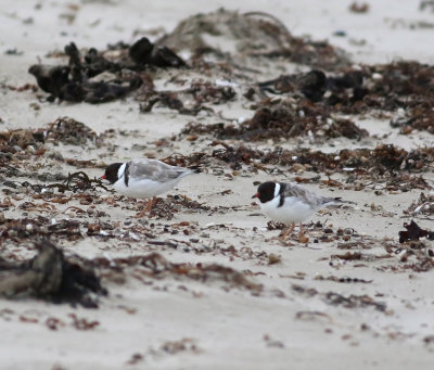 Hooded Plover (Thinornis cucullatus)