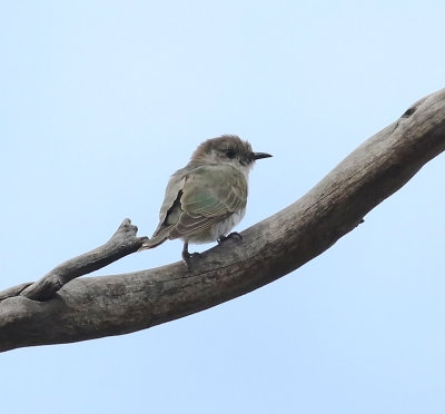Horsefield's Bronze-cuckoo (Chalcites basalis)