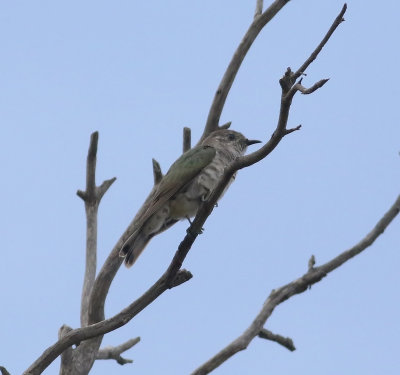 Horsefield's Bronze-cuckoo (Chalcites basalis)
