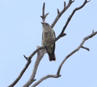 Horsefield's Bronze-cuckoo (Chalcites basalis)
