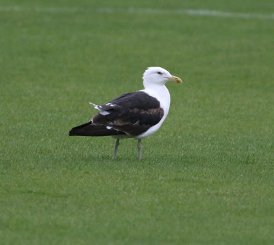 Kelp Gull (Larus dominicanus)