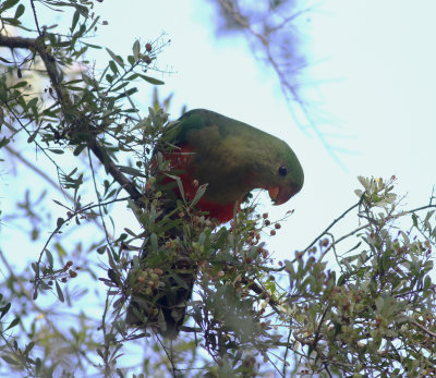 Australian King Parrot (Alisterus scapularis)