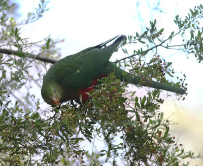Australian King Parrot (Alisterus scapularis)