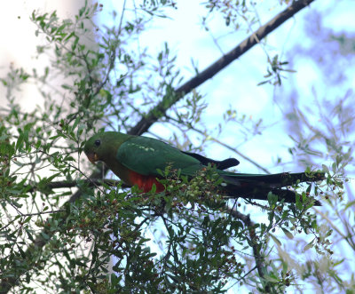 Australian King Parrot (Alisterus scapularis)