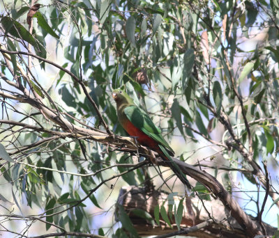 Australian King Parrot (Alisterus scapularis)