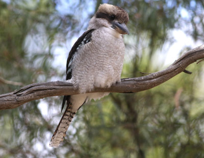 Laughing Kookaburra (Dacelo novaeguineae)