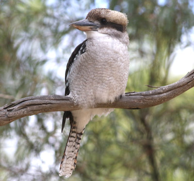 Laughing Kookaburra (Dacelo novaeguineae)