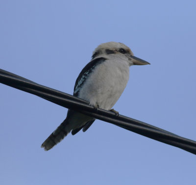 Laughing Kookaburra (Dacelo novaeguineae)