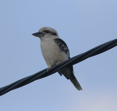 Laughing Kookaburra (Dacelo novaeguineae)