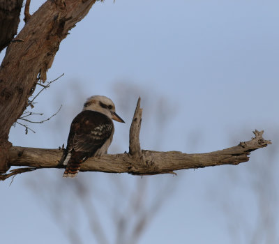 Laughing Kookaburra (Dacelo novaeguineae)
