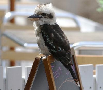 Laughing Kookaburra (Dacelo novaeguineae)