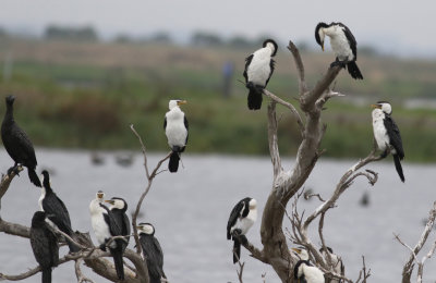 Little Pied Cormorant (Microcarbo melanoleucos)