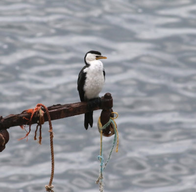 Little Pied Cormorant (Microcarbo melanoleucos)