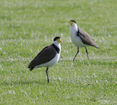 Masked Lapwing (Vanellus miles)