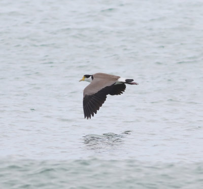 Masked Lapwing (Vanellus miles)