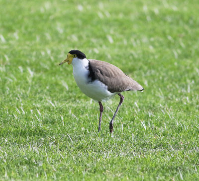 Masked Lapwing (Vanellus miles)