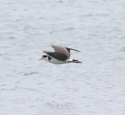Masked Lapwing (Vanellus miles)