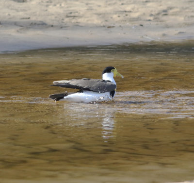Masked Lapwing (Vanellus miles)