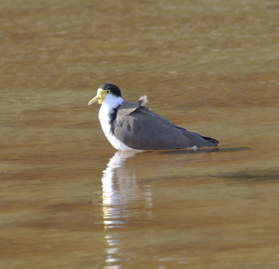 Masked Lapwing (Vanellus miles)