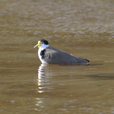 Masked Lapwing (Vanellus miles)