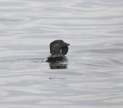 Musk Duck (Biziura lobata)