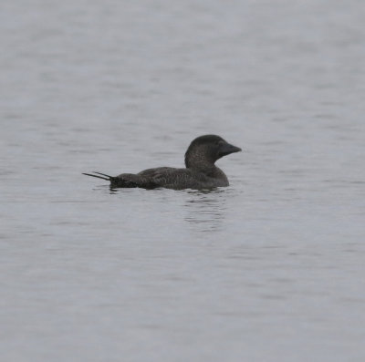 Musk Duck (Biziura lobata)