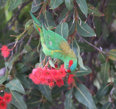 Musk Lorikeet (Glossopsitta concinna)