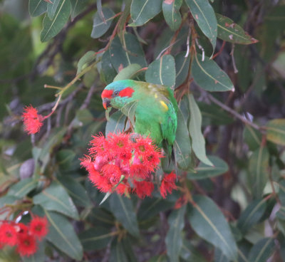 Musk Lorikeet (Glossopsitta concinna)