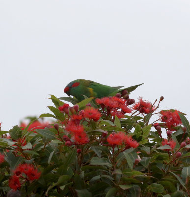 Musk Lorikeet (Glossopsitta concinna)