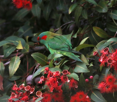 Musk Lorikeet (Glossopsitta concinna)