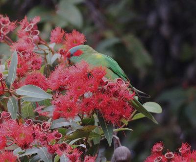 Musk Lorikeet (Glossopsitta concinna)